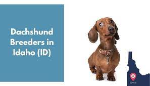 Breeder of smooth dachshunds akc conformation show prospects, incredible lifetime pets and field trial prospects. 5 Dachshund Breeders In Idaho Id Dachshund Puppies For Sale Animalfate