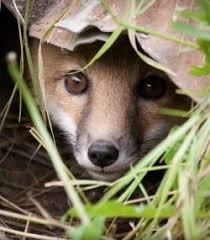 Colorel11 C Michelle Lalancette Wilde Tiere Tiere Susse Tiere