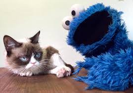 Mobile Uploads The Official Grumpy Cat Grumpy Cat Monster Cookies Crazy Cats