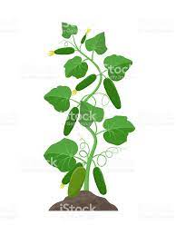 Cucumber Plant With Ripe Cucumbers Growing In The Ground Vector Cucumber Plant Growing Cucumbers Plants