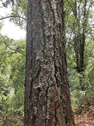 Image result for Dolichos pseudocajanus