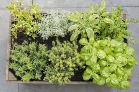 Image result for Helichrysum aureum