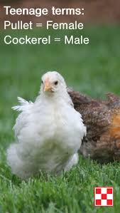 A male that has been castrated is a capon. 6 To 8 Week Old Chickens Backyard Poultry Animals Beautiful Pullet