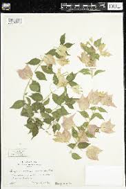 Image result for Commicarpus pedunculosus