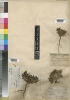 Image result for Aptosimum lineare