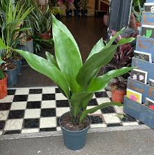Image result for Aspidistra elatior