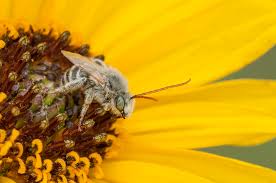 This particular flower has very few competitors in terms of its practicality and the applications it has are almost endless. Focus On Native Bees Not Honey Bees