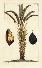 Image result for Elaeis guineensis