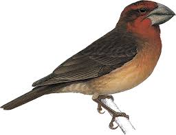 Top 10 animals scientists want to bring back from extinction. 10 Amazing Birds That Have Gone Extinct Birdlife