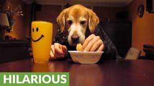 Dog with human hands show. Hilarious Golden Retriever Eats With Human Hands Youtube