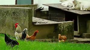 Dust bathing is at least as much a recreational and social activity as it is a way for chickens to maintain their feather and skin condition. Make A Dust Bath For Chickens In Just 5 Minutes