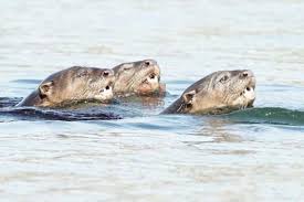 Kemunculan Otter Di Subang Jaya In 2020 Otters Subang Jaya Subang