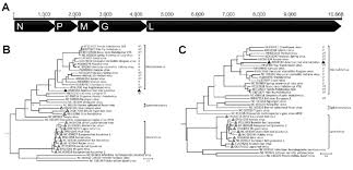 Het abvv is de socialistische vakbond van belgië. Figure Analyses Of American Bat Vesiculovirus Abvv Compared With Download Scientific Diagram