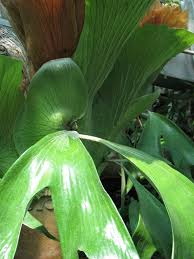 Image result for Platycerium stemaria