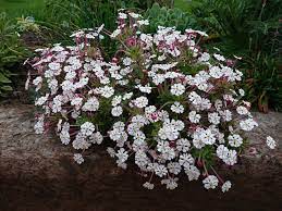 Great savings free delivery / collection on many items. Zaluzianskya Ovata Night Scented Phlox