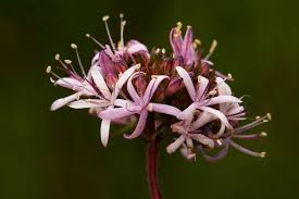 Image result for Otiophora lebruniana