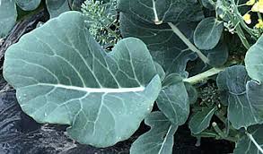 ブロッコリー Brassica Oleracea Var Italica アブラナ科 Brassicaceae Crucifera アブラナ属 三河の植物観察
