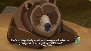 Once spring arrives, the bear (and possibly some cubs) will emerge from the den with a big appetite. How Do Bears Hibernate Youtube