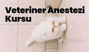 Erciyes Universitesi Surekli Egitim Merkezi Ersem