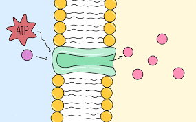Relationship Between Membrane Fluidity And Ethanol-Induced Oxidative... |  Download Scientific Diagram