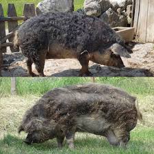 Porci mangalita si metis de mangalita cu mistret. Fermier De 72 De Ani Mancat De Porci Gazeta De Sud