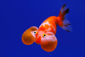 Fancy Goldfish Google Search Bubble Eye Goldfish Goldfish Betta Fish