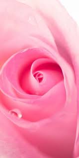 Pin By Simran Punjabi On Colors Pink Images Pink Roses Pink Candy