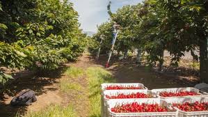 We did not find results for: Topul Celor Mai Profitabile Culturi Pe SuprafeÈ›e Mici Basf Agricultural Solutions Romania