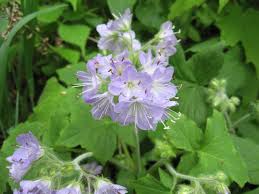 Image result for Hydrothauma manicatum