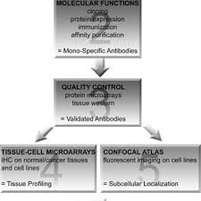 Wikipédia ne donne pas de conseils médicaux ou. Schematic Work Flow Of The Human Protein Atlas The First Step Consists Download Scientific Diagram
