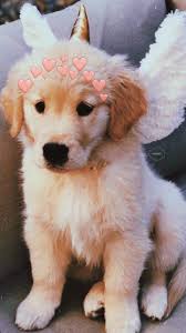Epingle Sur Cuteeee