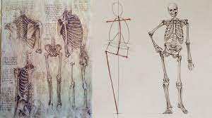 Human anatomy is the study of the shape and form of the human body. Human Body Skeleton Anatomy Master Class Youtube