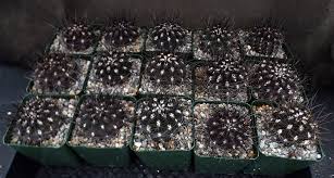 Image result for Tinnea eriocalyx