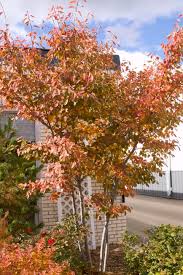 Image result for Amelanchier laevis