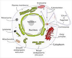 Learn vocabulary, terms, and more with flashcards, games, and other study tools. The Cell 1 Introduction Atlas Of Plant And Animal Histology