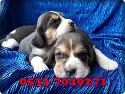 Satilik Beagle Yavrusu 05337049271 Beagle Dog Love Dogs Puppy Puppies Like4like Instagram Tbt Selfie A Funny Dog Photos Dog Pictures Cute Dog Photos