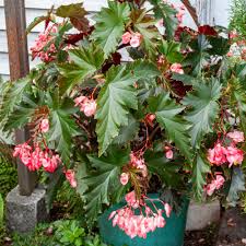 Image result for Begonia