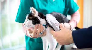 Up to 90% back on vet bills. National Chip Your Pet Month Prudent Pet Insurance