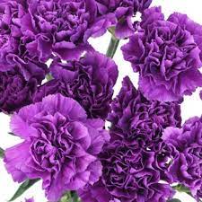 Deep Purple Carnation Flowers Fiftyflowers Com Carnation Flower Purple Carnations Flowers Photography