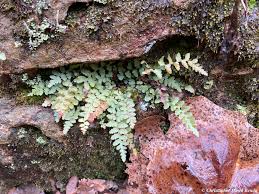 Image result for Asplenium buettneri
