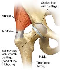Check spelling or type a new query. Understanding Hip Replacement