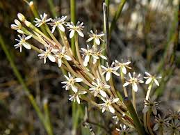 Image result for Struthiola