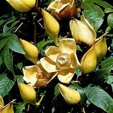 Image result for Merremia tuberosa