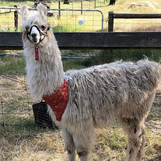Hanging Rock Llama Treks – Visit Macedon Ranges