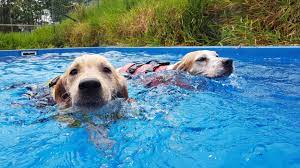 As we continue to get to know them and gather further insights into their personalities, colors may be adjusted accordingly. Kl Pooch Resort And Rescue