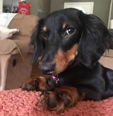 Black And Tan Mini Dachshund Dachshund Attitude Dachshund Mom Doxie Puppies Mini Dachshund