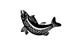 Download 559 free fish icons in ios, windows, material and other design styles. Trout Fish Jumping Side View Retro Graphic By Patrimonio Creative Fabrica