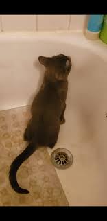 he pees in the bathtub. but *only* when