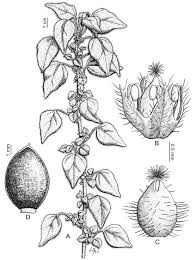 Image result for Parietaria debilis