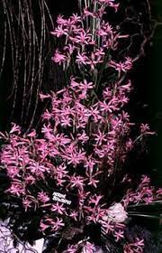 Nerine Guernsey Lily North Carolina Extension Gardener Plant Toolbox